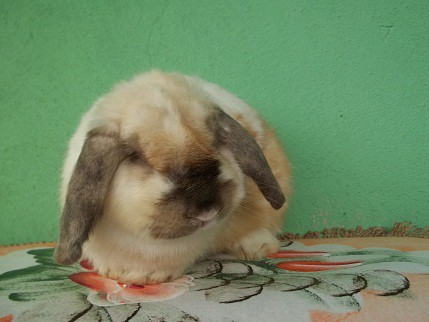 MINI LOP
